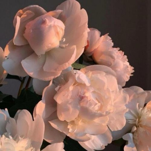 把胡秀英日出水了
