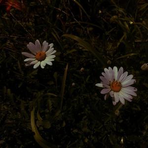 把胡秀英日出水了
